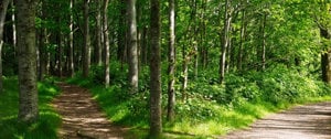 A serene forest path lined with trees and grass, inviting exploration and reflection amidst nature's tranquility.